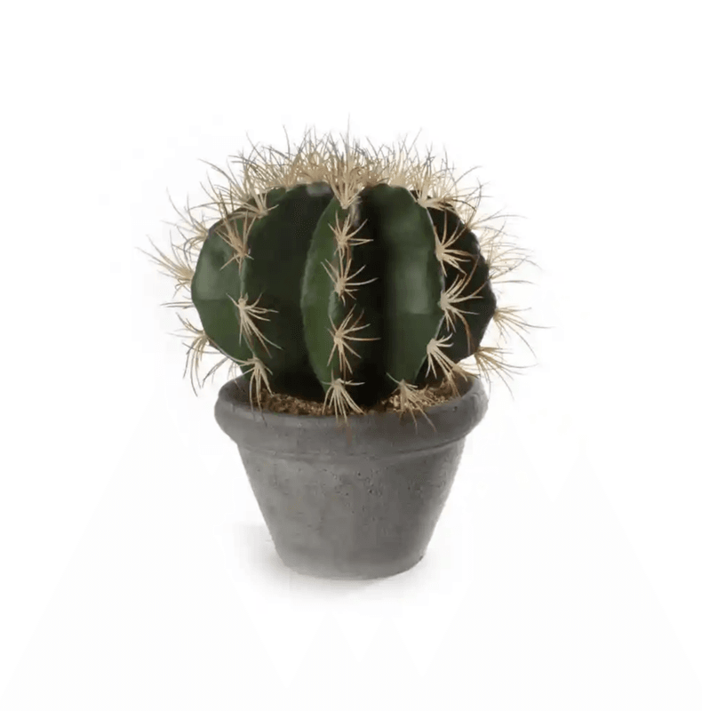 Kaktus M/Potte Sement Stor