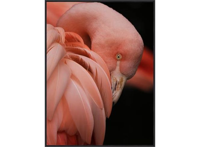 Hovedbilde Bilde Flamingo Rosa