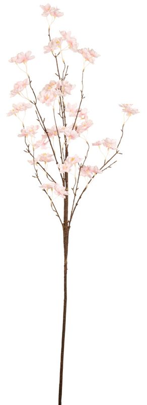 Kvist Kirsebær Blomst